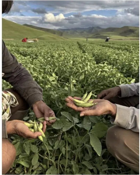 Growers hand-picking soybean pods in the highland fields