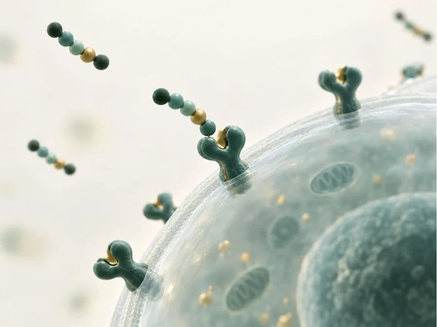 Soy peptides meeting receptors on a cell surface
