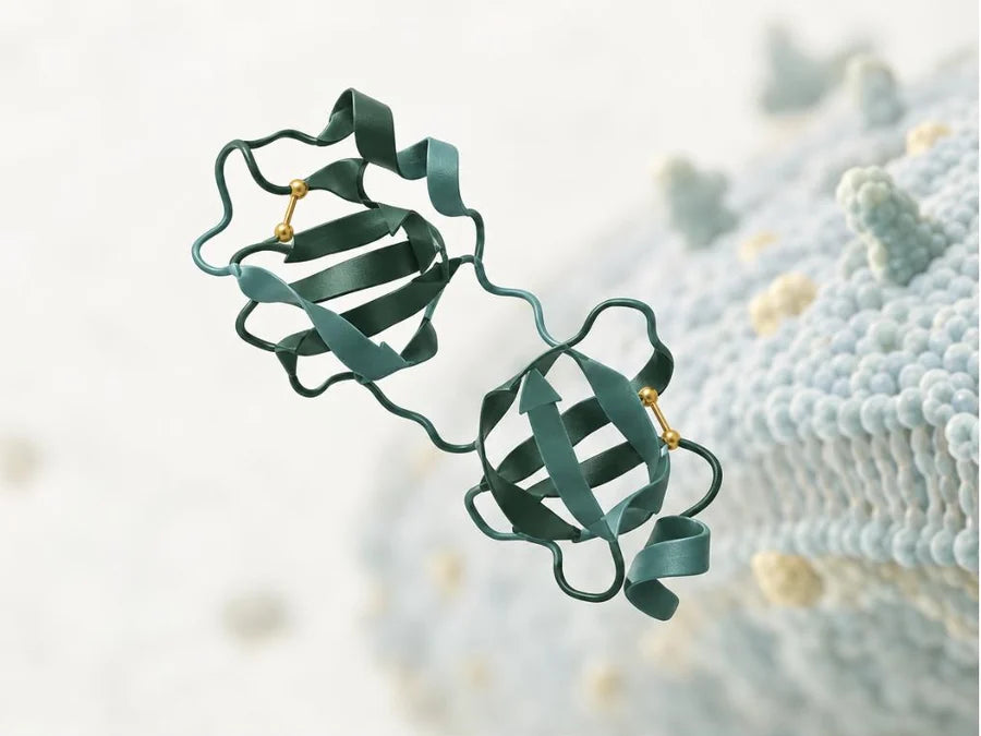 Bowman-Birk inhibitor protein structure